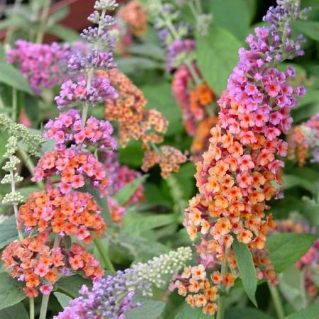 Buddleja davidii 'Flower Power' Pot 3 Liter 
