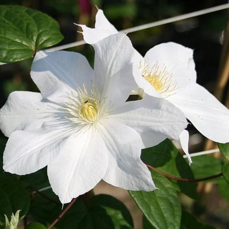 Clematis 'Madame Le Coultre' Pot 2,25 Liter
