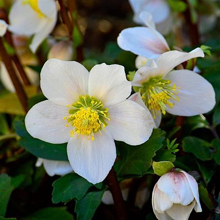 Helleborus n. 'Mont Blanc' Pot 2,5 Liter