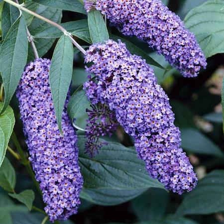 Buddleja d. 'Nanho Blue' Pot 10 liter
