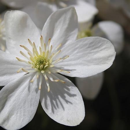 Clematis armandii Pot 2 Liter