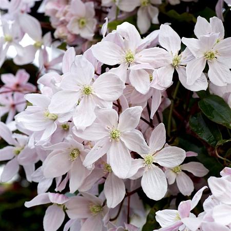 Clematis arm. 'Apple Blossom' Pot 2 Liter