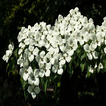 Cornus kousa In pot 175 - 200 cm
