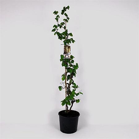 Corylus a. 'Contorta' Pot 12 liter 125 - 150 cm