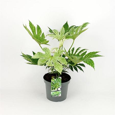 Fatsia japonica 'Spider's Web' Pot 7,5 Liter 