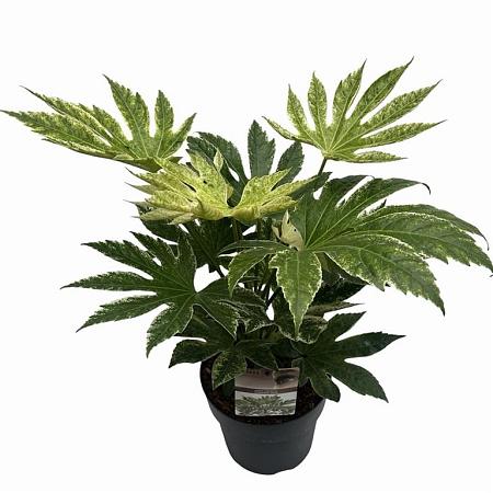 Fatsia japonica 'Spider's Web' Pot 7,5 Liter 