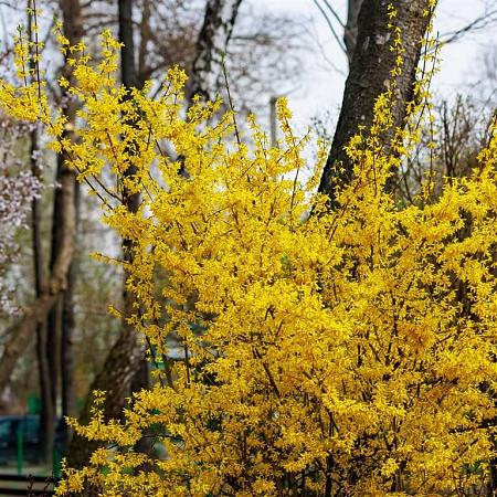 Forsythia int. 'Lynwood' Pot 10 liter 80 - 100 cm