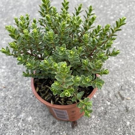 Hebe 'Baby Marie' Pot 2 Liter