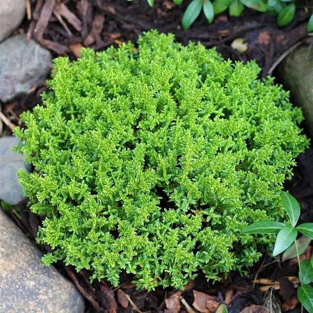 Hebe 'Emerald Gem' Pot 2 Liter