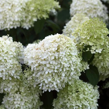 Hydrangea pan. 'Grandiflora' Pot 2 Liter