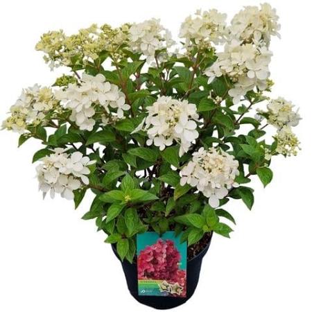 Hydrangea pan. Petite Star Pot 3 Liter 