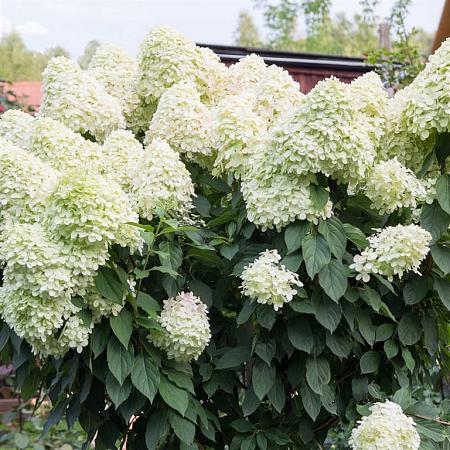 Hydrangea pan. 'Silver Dollar' Pot 2 Liter