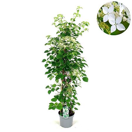 Hydrangea petiolaris Pot 7,5 Liter 80 - 100 cm