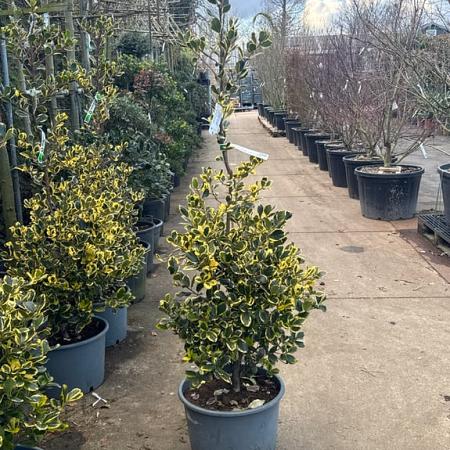 Ilex altacl. 'Golden King' Pot 35 Liter 125 - 150 cm