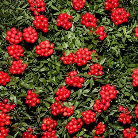 Ilex verticillata Pot 7,5 Liter 80 - 100 cm