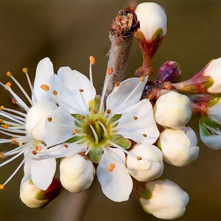 Prunus spinosa Losse wortel 60 - 80 cm