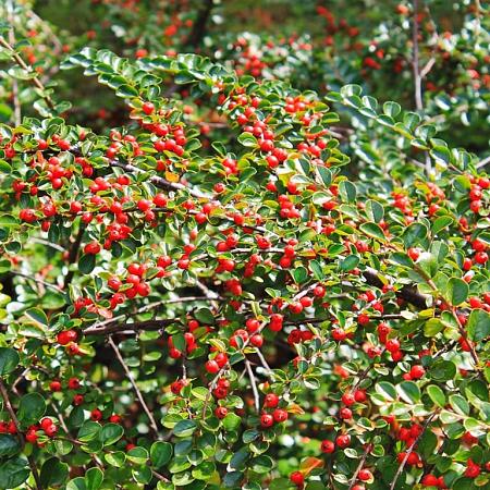 Pyracantha cocc. 'Red Column' Pot 2 Liter