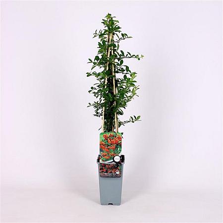 Pyracantha 'Orange Glow' Pot 2 Liter