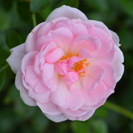 Rosa (F) 'Bonica' Pot 7,5 Liter Stam 110 cm