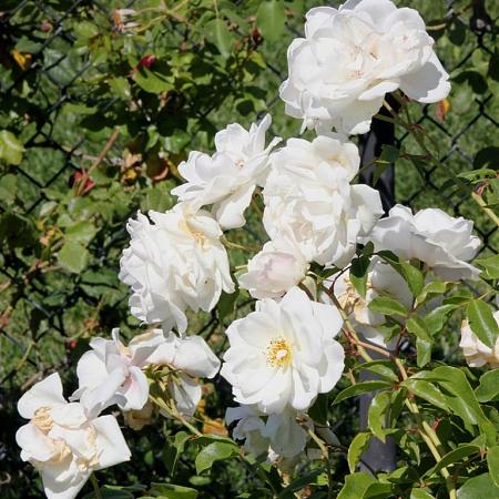 Rosa (K) 'Climbing Schneewittchen' Pot 5 Liter 150 - 175 cm