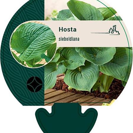 Hosta sieboldiana Pot 9 cm