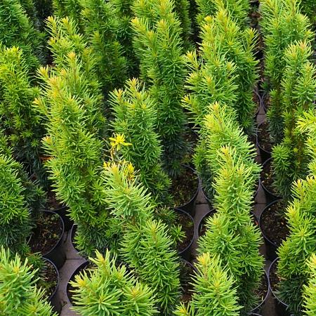 Taxus b. 'Fastigiata' Pot 18 liter 100 - 125 cm