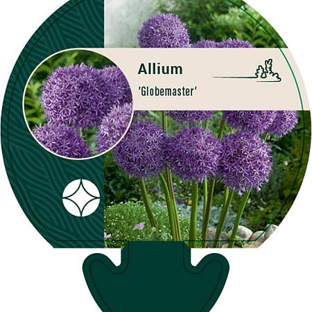 Allium 'Globemaster' Pot 11 cm