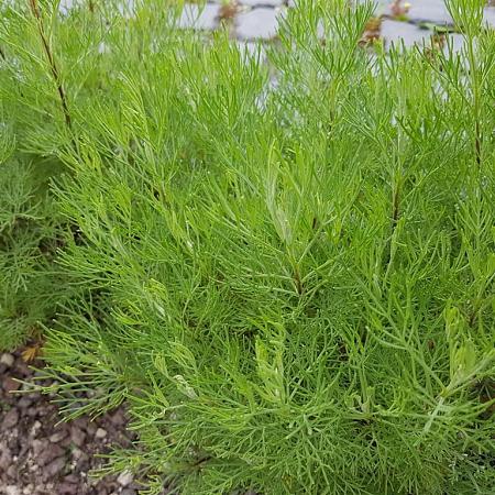 Artemisia abrotanum Pot 9 cm
