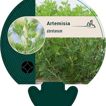 Artemisia abrotanum Pot 9 cm
