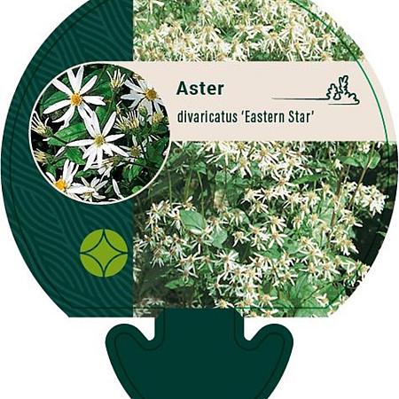 Aster divaricatus 'Eastern Star' Pot 9 cm