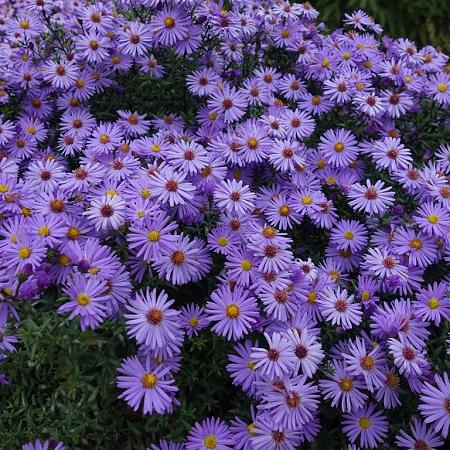 Aster novi-belgii Pot 9 cm