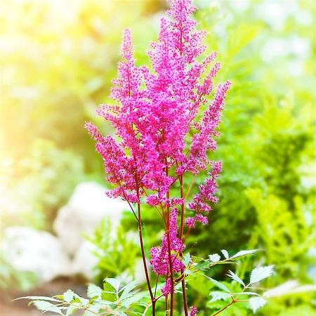 Astilbe c. 'Vision in Pink' Pot 9 cm