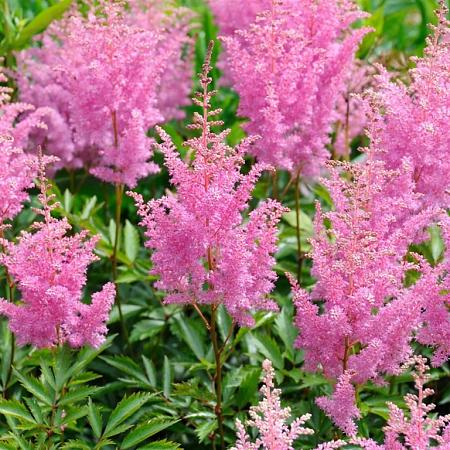 Astilbe (A) 'Gloria Purpurea' Pot 9 cm