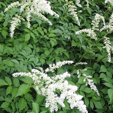 Astilbe (T) 'Prof. van der Wielen' Pot 9 cm