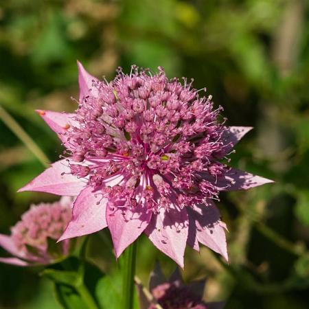 Astrantia maj. 'Lars' Pot 9 cm