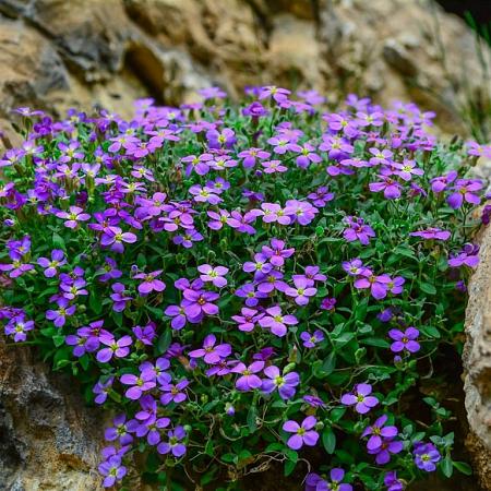 Aubrieta 'Cascade Purple' Pot 9 cm