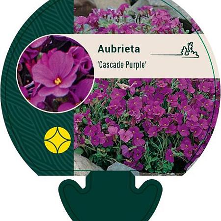 Aubrieta 'Cascade Purple' Pot 9 cm