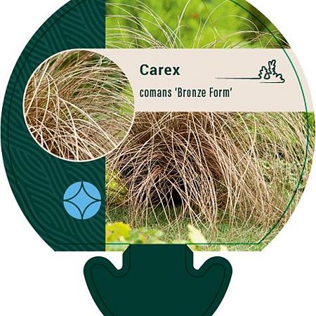 Carex comans 'Bronze Form' Pot 9 cm