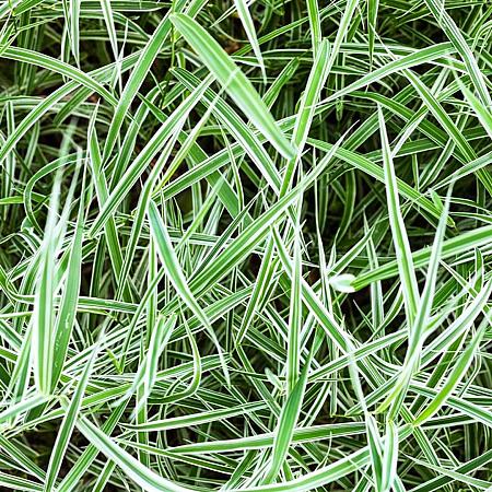 Carex 'Silver Sceptre' Pot 9 cm