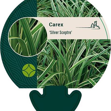 Carex 'Silver Sceptre' Pot 9 cm
