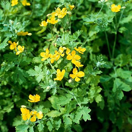 Chelidonium majus Pot 9 cm
