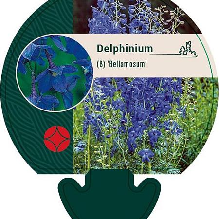 Delphinium (B) 'Bellamosum' Pot 9 cm