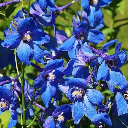 Delphinium (B) 'Bellamosum' Pot 9 cm