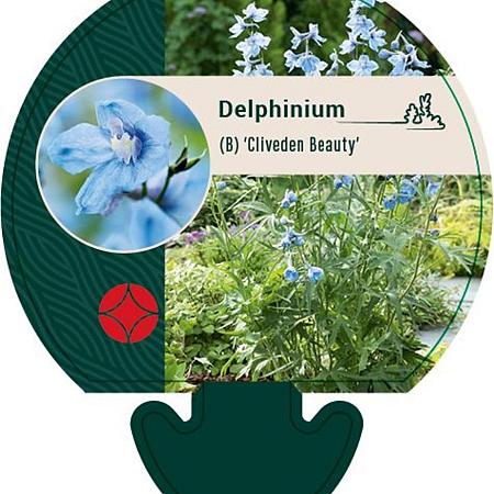 Delphinium (B) 'Cliveden Beauty' Pot 9 cm