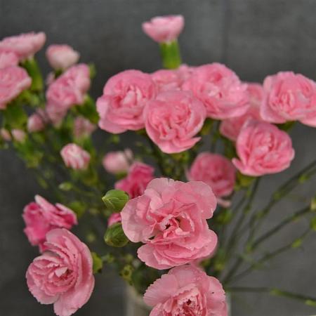 Dianthus (PL) 'Doris' Pot 9 cm