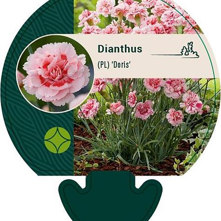Dianthus (PL) 'Doris' Pot 9 cm