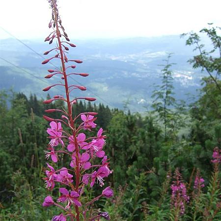 Epilobium angustifolium Pot 9 cm