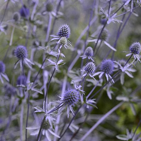 Eryngium pl. 'Blaukappe' Pot 9 cm