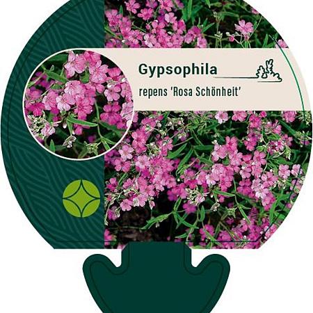 Gypsophila repens 'Rosa Schönheit' Pot 9 cm