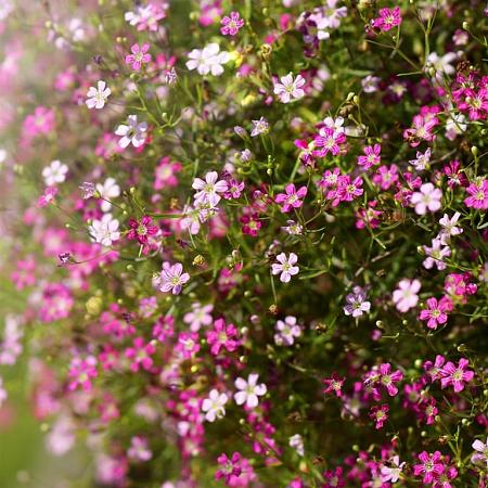Gypsophila repens 'Rosa Schönheit' Pot 9 cm